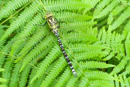 Aeshna cyanea
